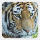 Suche nach sibirischer tiger aufkleber Tier