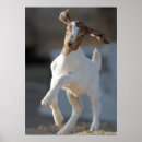 Suche nach goat poster Usa