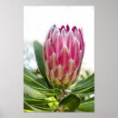 Suche nach protea poster Natur