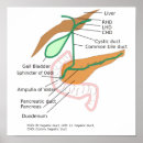Suche nach gallen poster Diagramm
