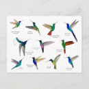 Suche nach kolibris postkarten Tropisch