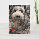 Suche nach beardies karten Collie