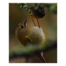 Suche nach goldschmied poster Vogelvogel