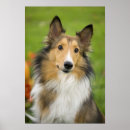 Suche nach rough collie poster Haustier