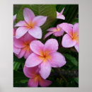 Suche nach hawaii blume poster Plumeria