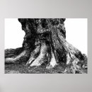 Suche nach wurzeln poster Natur