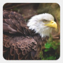 Suche nach eagle aufkleber Natur