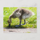Suche nach adorable postkarten Bezaubernd