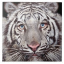 Suche nach weiße tiger fliesen Katze