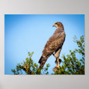 Suche nach wild bird poster Tier