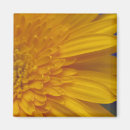 Suche nach gerber magnete Gerbera