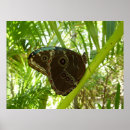 Suche nach blauer morpho schmetterling poster Tropisch