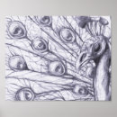 Suche nach schöner pfau poster Für alle