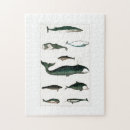 Suche nach orca puzzle Natur