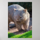 Suche nach wombats poster Tierwelt