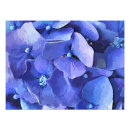 Suche nach blaue hydrangeas poster Jede person