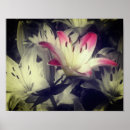 Suche nach schwarz weiße lilie poster Blumenreich