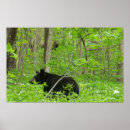 Suche nach großer wilder bär poster Bären