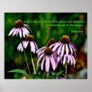Suche nach echinacea poster Botanisch