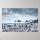 Suche nach penguin poster Meer