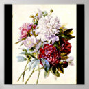 Suche nach redoute poster Flower