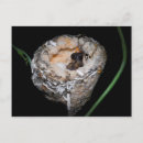 Suche nach hummingbird postkarten Blatt
