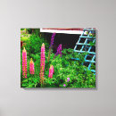 Suche nach lupine leinwandbilder Fotografie