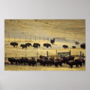 Suche nach nationaler bison Usa