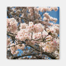 Suche nach kirschbaum magnete Quelle