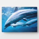 Suche nach unterwasser fotoplatten Meer