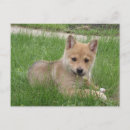 Suche nach shiba inu welpe postkarten Niedlich