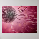 Suche nach samenzellen poster Lineare wiedergabe