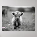 Suche nach scottish poster Blume