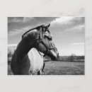 Suche nach stallion postkarten Schwarz