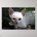 Suche nach kitten poster White