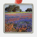 Suche nach lupinen ornamente Lila