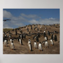 Suche nach penguin poster Küste