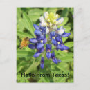 Suche nach texas bluebonnet postkarten Jede person