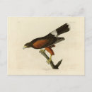 Suche nach falke postkarten Vogel