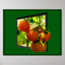 Suche nach kirschtomate Tomaten