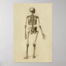 Suche nach menschliches skelett poster Vintag