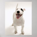 Suche nach tierkopf poster Vorderansicht