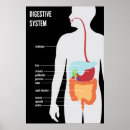 Suche nach verdauungssystem poster Anatomie