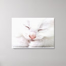 Suche nach schlafen leinwandbilder Tier