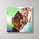 Suche nach fehler leinwandbilder Schmetterling