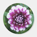 Suche nach dahlie magnete Washington