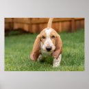 Suche nach basset kunst Welpe