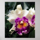 Suche nach cotton poster Natur