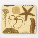 Suche nach sternfisch mousepads Quallen