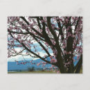 Suche nach kirschblüte baum postkarten Rosa